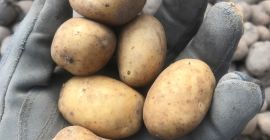 Venderé patatas Variedades Pirol Gala Tokio Calibradas 28-35 mm,