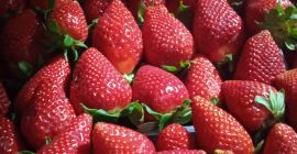 Fresas Victory, grandes, dulces, caja de 5 kg. Entregamos