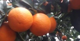 Naranjas de Valencia, frescas, recogidas de la huerta a