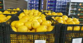 Limones frescos, Grecia, entregaremos o recogeremos. +306972855808 Viber, Vatsap