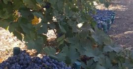 Vendemos nuestras uvas de alta calidad de Turquía. Aproximadamente