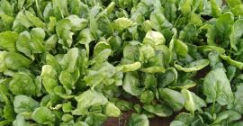 Vendemos espinacas frescas directamente del productor.