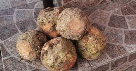 Venderé apio para lavar: parcialmente procesado, saludable, blanco. Calibre