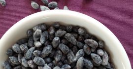 Descripción: Fruto de la baya de Kamchatka. Varios receptores