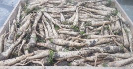 Venderé perejil, variedad OŁOMUŃCKA, 1er grado, bien lavado de