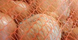 Cebollas de carne de origen alemán. Compra mínima 500kg