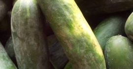 Vendemos Cucumba fresca a precios muy asequibles MOQ 1