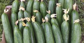 Venderé cantidades al por Venderé cantidades al por menor y al por mayor