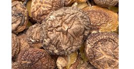 precio de exportación de hongos secos al aire carnosos