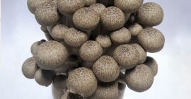 Seta caliente de la nieve de las verduras de