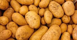 Venta de patatas comestibles - variedad estrella. Un gran