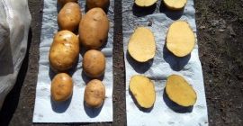 Buenos días. Ofrecemos patatas tempranas, entrega desde Irán TIR