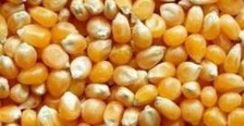 Maíz amarillo y blanco a la venta a un