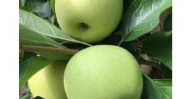 Manzana dorada 60-70, cantidad 100 t