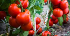 El producto está certificado para su venta en toda