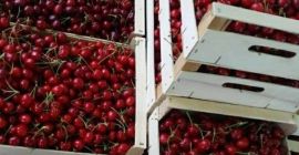 Ofrecemos los mejores precios para las cerezas en cada