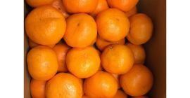 Producto Navel fresco Origen de la naranja Pavo Temperatura