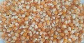 100Mt de maíz (PALOMITAS) para palomas u otros