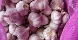 1) Ajo blanco normal (ajo rojo, ajo morado) 2)