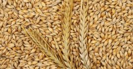 Humedad de la cebada - máx. 14%; Aditivo para