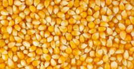 Humedad del maíz de alimentación - máx. 14%; Aditivo