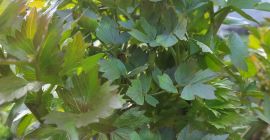 Venderé un lindo apio verde arrancado directamente del campo