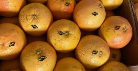 Venderé 15 toneladas de pomelo para hacer jugos.