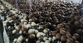 Ofrecemos hongos marrones y portabello directamente del fabricante. Cumplimos