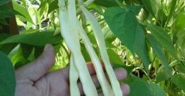 Infierno. Soy productor de hortalizas. Vendo muchas verduras diferentes
