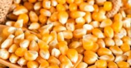 Maíz amarillo Maíz Nombre del producto 2018 Gran calidad