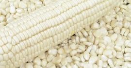 Maíz Blanco Maíz Descripción No GM - NO GMO.
