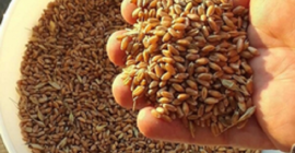 Trigo Grano 2 Grado, 3 Grado Trigo (Grado de