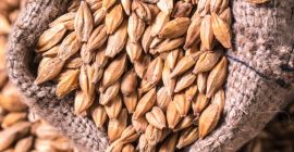 Humedad del grano de malta de cebada - máx.