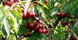 CEREZAS EN VENTA hasta 50 t