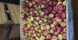 Venderé manzanas de la variedad ligol Eliza, champú Floriana