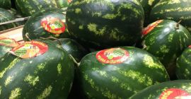 Sandías producidas en Marruecos. El precio incluye el transporte