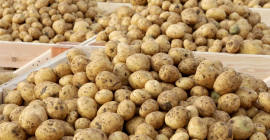 Patatas variedad Ovation, grandes, muy sabrosas. Se pueden envasar