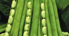 Frijoles blancos, gran cuántico