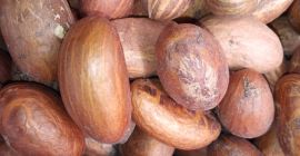 Garnicia kola de alta calidad (Bitter Kola)