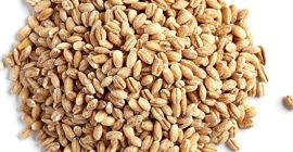 Suministro de cebada / cebada para malta / piensos