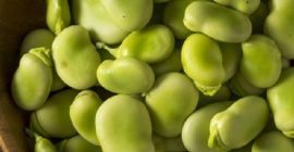 Habas secas de calidad superior / habas secas Ofrecemos