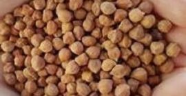 Somos proveedores y distribuidores de garbanzos de Kabuli de