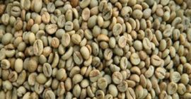Grado: Granos de café arábica de certificado al por