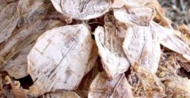 Ofrecemos todos los tamaños de espinas de sepia que