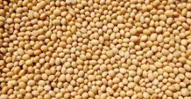 Somos un proveedor de productos agrícolas (soja, semillas de
