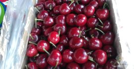 Cerezas Cerezas frescas Cerezas deliciosas La temporada comenzará en