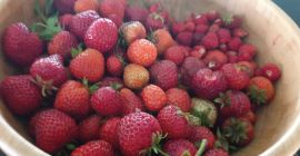 Compraré fresas 1000 cestas al día durante toda la