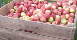 Venderé un idared con ULO después de un corte,