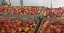 Hola, represento una granja de huertos ubicada en el