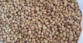 ¡Estimado señor o señora! Actualmente vendemos soja transgénica. Proteína: